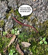 the smallest worm will turn, being trodden on